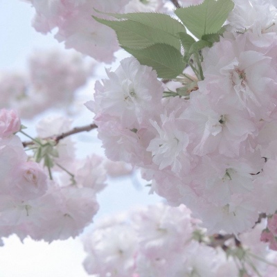 文安福瑞交流群